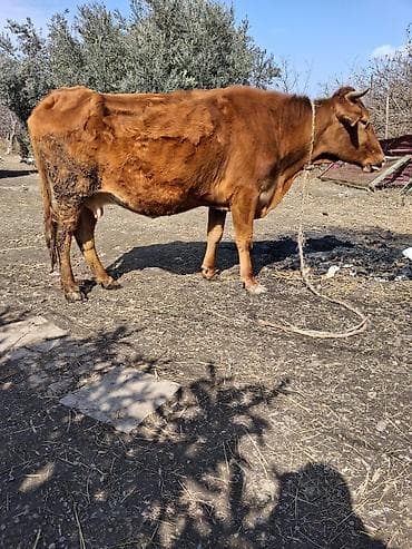 Dişi, il: 6, Damazlıq