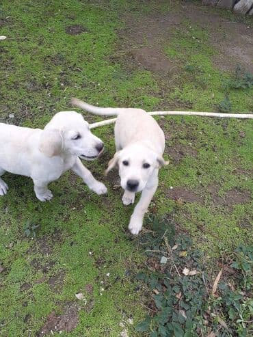 лабрадор купить: Labrador-retriver — 5