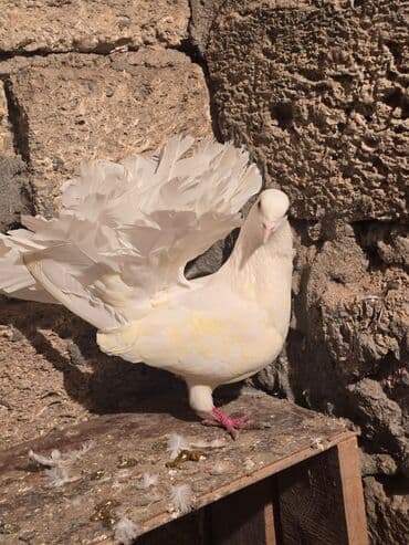 goyercin satışı: Ağ rəngli fantail göyərçin - Növ: Fantail (yelpik quyruqlu dekorativ — 1