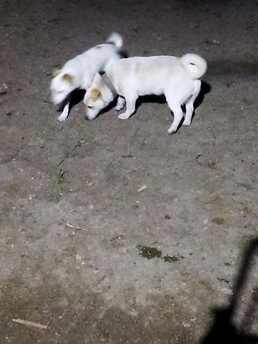 balaca it cinsleri: Balaca ölçülü it – ağ tüklü, qulaqları və belində açıq qəhvəyi — 9