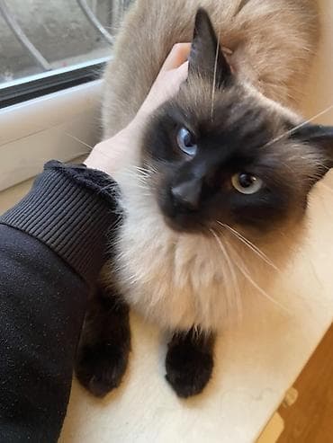 Digər heyvanlar: Siam tipli uzun tüklü pişik - Rəng: krem bədən, tünd “maskalı” üz — 3