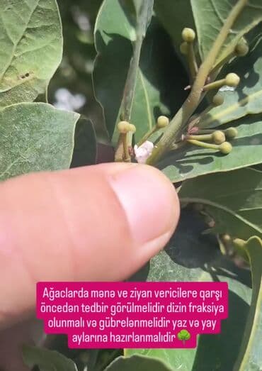 Chevrolet: Aqranom Xidməti – bağ və təsərrüfat üçün professional aqrotexniki — 3