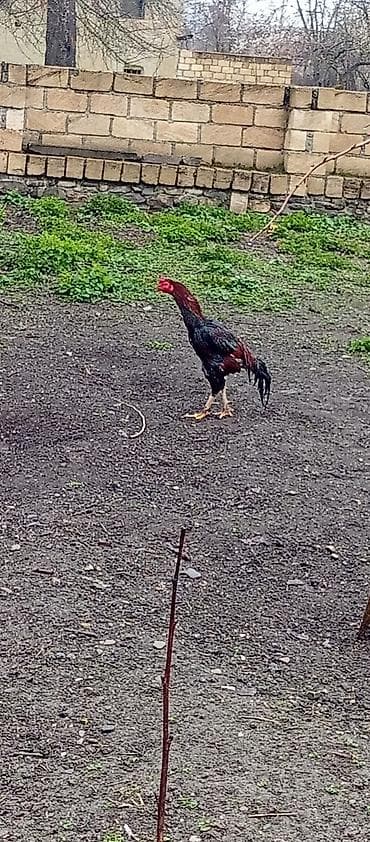 hind toyugu: Toyuq, Damazlıq — 1