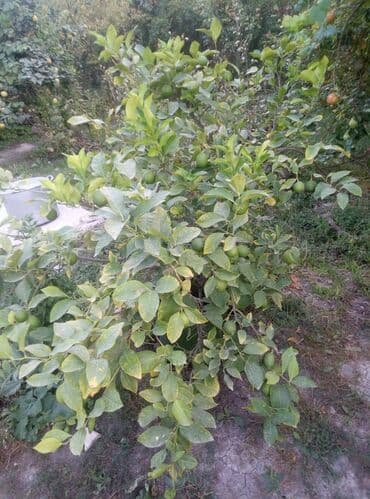 ağcaqanad toru: Məhsul: Qabda yetişdirilən sitrus ağacı (limon) Təsvir: - Yaşıl metal — 2