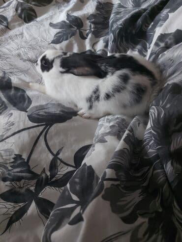 Hinduşka: Ev dovşanı – ağ-qara ləkəli, uzunqulaq, zərif miniatür tip — 2