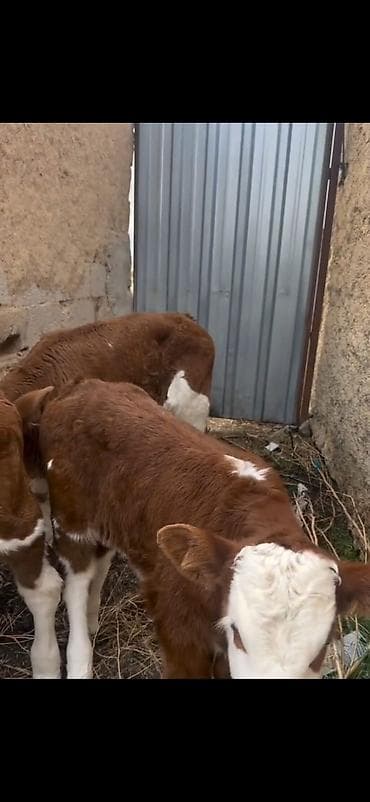 mal bazari 2020: Satışda: qırmızı-ağ rəngli, alın və burun hissəsi ağ olan simmental — 8