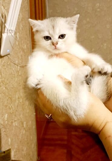 Britan, Erkək, Ünvandan götürmə lalafo.az -da Britan, Erkək, Ünvandan götürmə