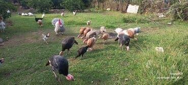 ingilis setter it cinsinin digər adı: Hinduşka sürüsü – müxtəlif rənglər və yaşlar - Təsərrüfat şəraitində — 2