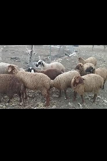 Damazlıq saxlamalı yaxşı dişi quzlar