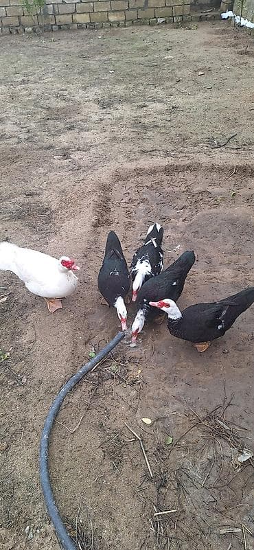 ağ ordək: Erkək, | Lal ördək, Damazlıq, Ünvandan götürmə — 6