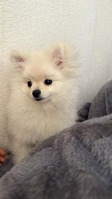 pitbull balasi satilir: Şpitz, 4 ay, Erkek, Pulsuz çatdırılma — 3