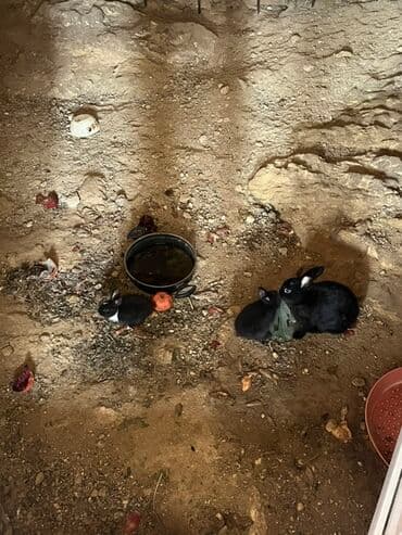 gence xoruz: Məhsul: Ev dovşanları 4 ədəd) hamsi 30 manat Təsvir: - Rəng: əsasən — 1