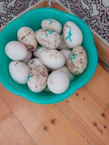 cuce dami: Qaz cücələri, Ətlik, Pulsuz çatdırılma, Ünvandan götürmə — 2