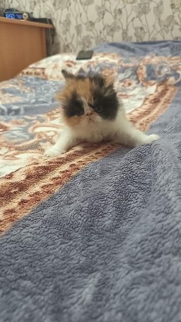 Digər heyvanlar: Ekzot — 1