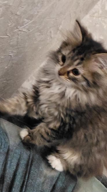 pişik həkimi: Tabbi, Dişi, Yaxşı əllərə — 7