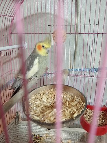 bülbül quşu: Nimfa papağanı (Cockatiel)korella – qəfəs və aksesuarlarla birlikdə - — 5