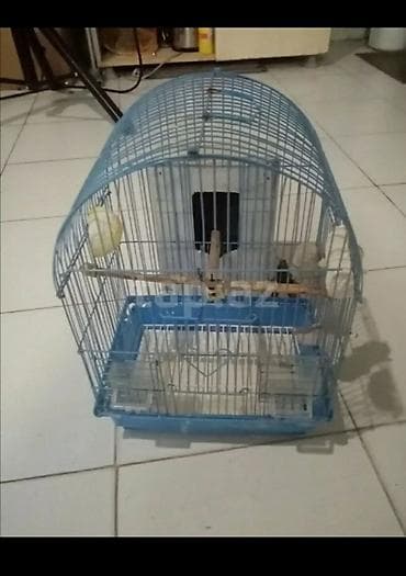 Qəfəs – kiçik quşlar üçün - Material: metal barmaqlıqlar, plastik