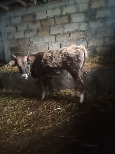 Digər heyvanlar: 8 yin dügesdi ciddi şexsler zeng vurun 830 mantı deliş qimeti hevan — 1