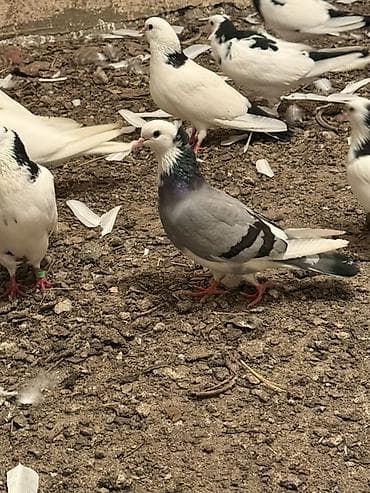 yuxuda qaz balası görmək: Göy maya şəkil kimidi maşAllah — 1