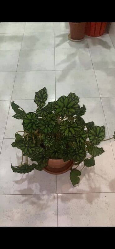 beqoniya bitkisi: Bu begoniya bitkisi iri, yaşıl və qara naxışlı yarpaqları ilə — 8