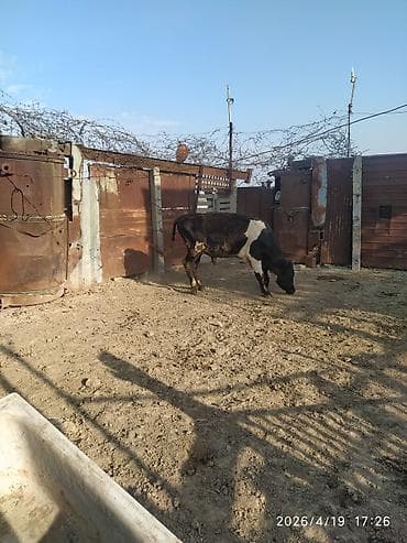 diwi dana: Qara-ağ rəngli dana/buzağı - Cinsi: erkək - Rəng: kürək və gövdədə — 7