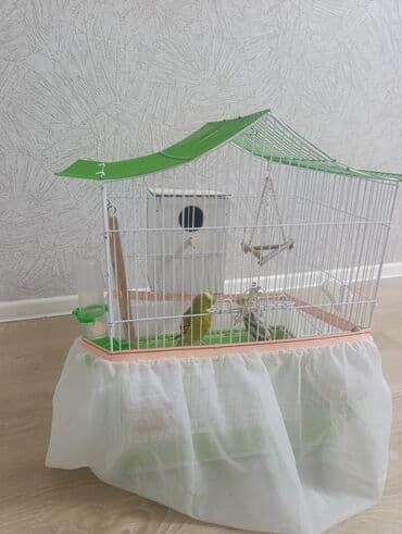 heyvan döşəyi: Dalmatin papağanları üçün tam dəst qəfəs və iki ədəd tutuquşu - — 1