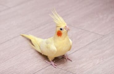 Məndə olan 2 ədəd erkek karella ilə 2 dişi karella dəyişmək isdəyirəm