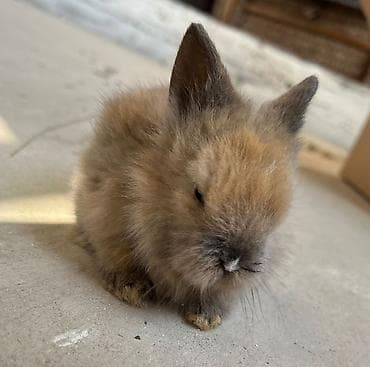 Akvariumlar: 🐰Dekorativ Lionhead bala dovsanlar 1 ayliq saglam, aktiv ve cox sirin — 7