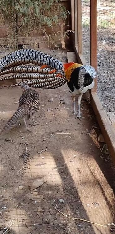 goyercin yuvasi satilir: 3 illik Almaz qırqovul satılır. Erkəyin uzun, zolaqlı quyruğu və — 2