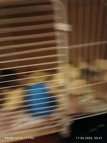 brama toyuqları: Куриные цыплята, Для мяса, Самовывоз — 9