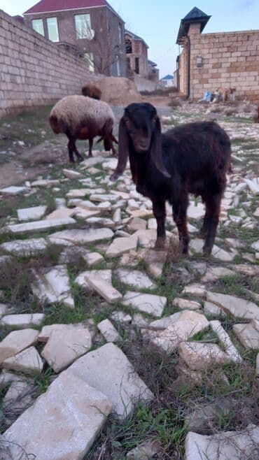 alman afçarkası balası: Təmiz dişi cins hələb. sağlam aktiv heyvandilar. qiymət birinə aiddir — 2
