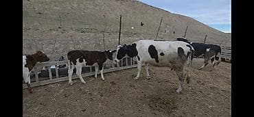 tap az qoyun quzu: Süd və ət istiqamətli inək və buzovlar - Qara-ağ və qəhvəyi-ağ rəngli — 2