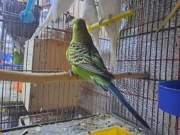 qus dami satilir: Salam erkey çexler cavan quslardi hazir erkeylerdi 7 8 eded olmalidi — 7