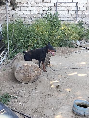 heyvan bazarı: Doberman — 1