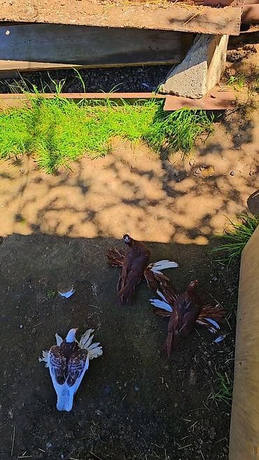 ucuz quzular: Qiyemt 3 aidir - Növ: bəzək məqsədli ev göyərçinləri (fantail tipli — 2