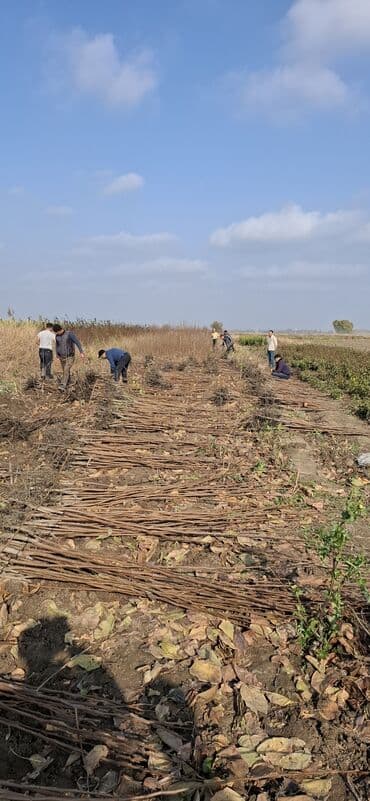 green pharma baku: Məhsul: Şəxsi tingçilik təsərrüfatında yetişdirilən meyvə tingləri — 18