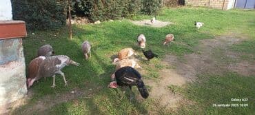 ingilis setter it cinsinin digər adı: Hinduşka sürüsü – müxtəlif rənglər və yaşlar - Təsərrüfat şəraitində — 9