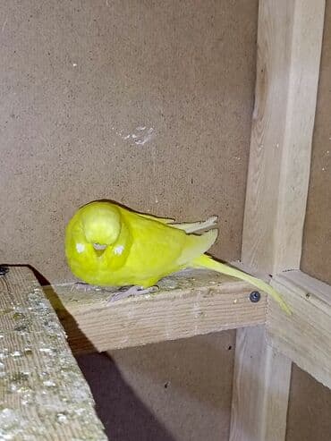 хаски цена в баку: Quşlar satılır 6 aylıq jumbo cüt 200manat 1 yaş 8 aylıq jumbo qarışıg — 4