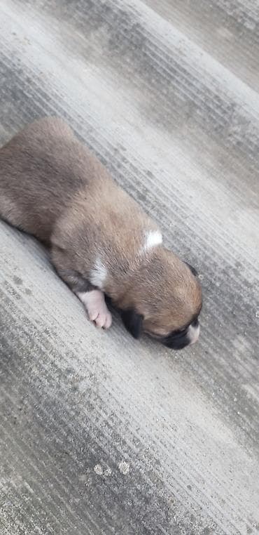 pitbull iti satilir: Zvonok — 2