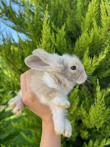 akita satilir: Satılır Holland dovşanı Çox xüsusi və nadir rəngdədir. Boynunda — 4