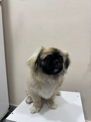 Akvarium aksessuar və ləvazimatları: Pekines, 6 ay, Erkek — 1