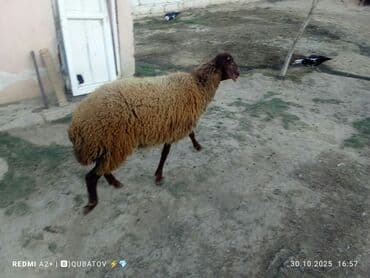 dovşan yemi: Qoyun – yerli ətlik-südlük yönümlü cins - Rəng: tünd qəhvəyi baş və — 3