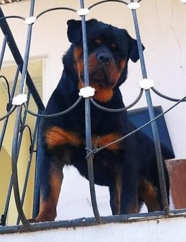 Rotveyler, 7 ay, Dişi, Peyvəndli, Ünvandan götürmə lalafo.az -da Rotveyler, 7 ay, Dişi, Peyvəndli, Ünvandan götürmə