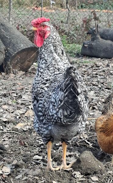 toyuga verilen adlar: Salam bir ədədi 25 manata mayın sonu iyunun əvvəli öz həyətimizdə — 4