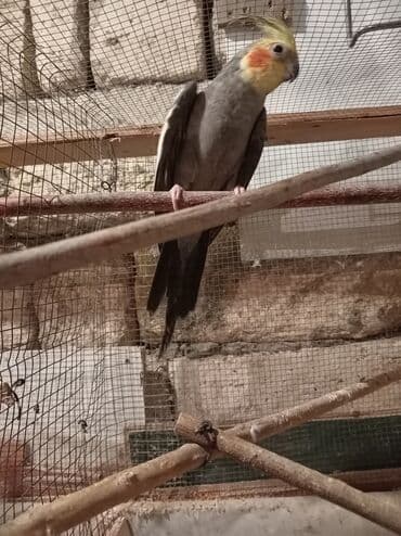 Tutuquşları: Yaşı 1,5 erkəkdir qızğın quşdur — 3