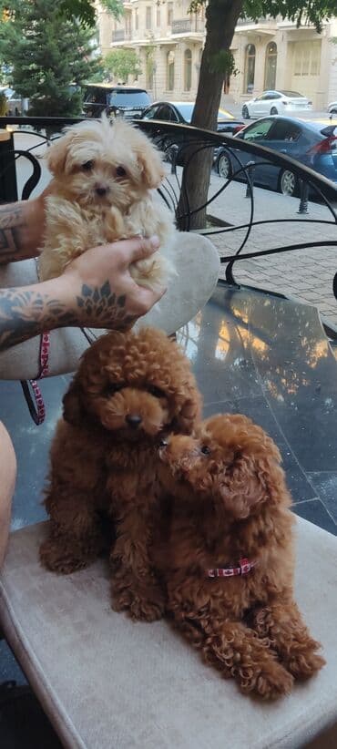 toy budel: Pudel, 3 ay, Erkek, Peyvəndli, Ünvandan götürmə — 24