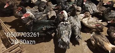 ordek qaz: - Növ: Lal ördək, amerikan sortu - Rənglər: tünd, ağ və qəhvəyi — 6