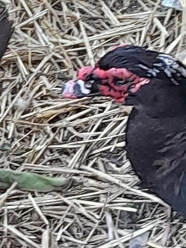 Atlar: Təmiz Musk ördəkləri yalnız erkək ördək satılır hazırda 6 kqa yaxın — 3