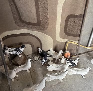 Digər heyvanlar: 12 dene quwdu,ust uste 15 azn tek cut qiymet ferqlidi tam saglam — 8