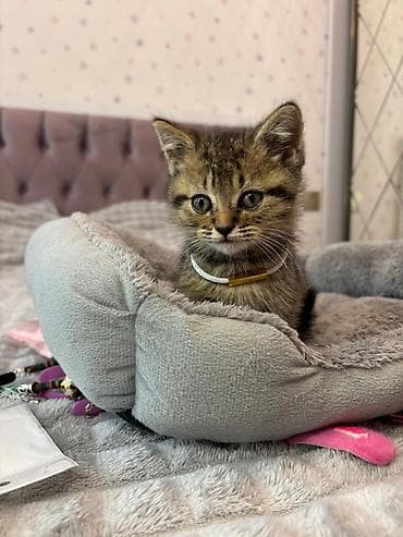 qold pişik: Şotland — 10